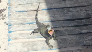 Mango the Iguana at Coki Beach