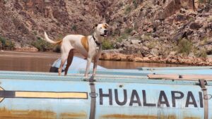 Photo of a Dog at the Colorado River